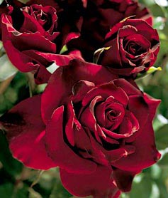 Black Magic Hybrid Tea