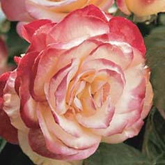  NEW  Cherry Parfait Grandiflora Rose