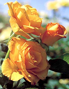  NEW  Sundance Grandiflora Rose