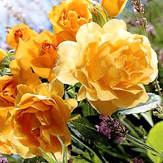  NEW  Honey Perfume Floribunda Rose
